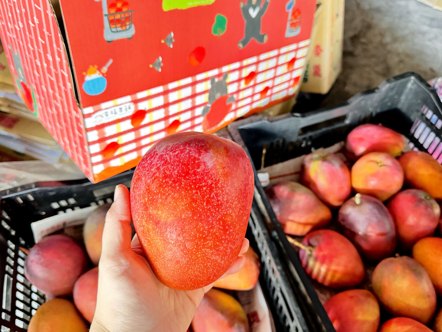Taiwan Pingtung Irwin Mangoes - Premium 6 pcs - 3kg (450-560g/each)