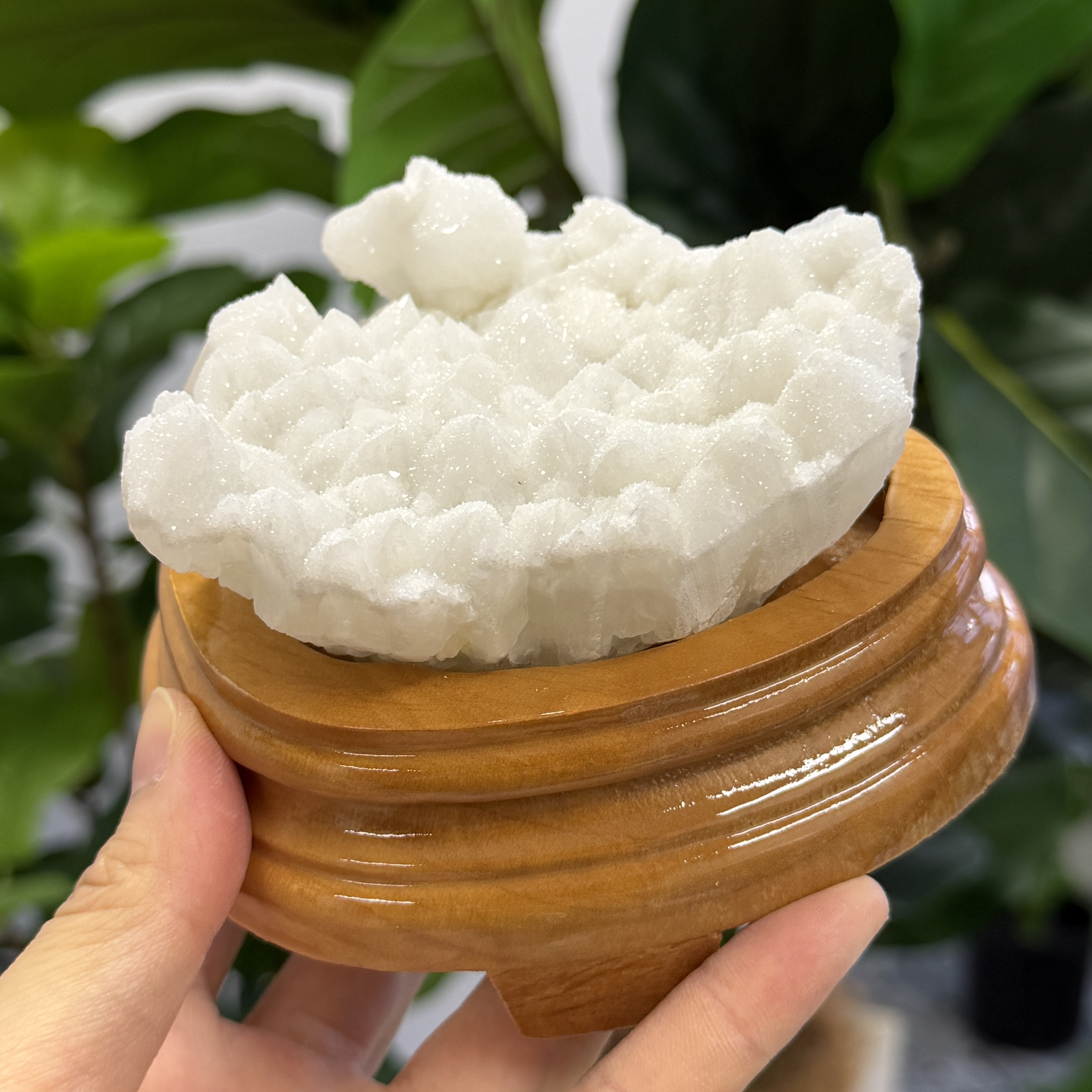 白晶簇 WD2318