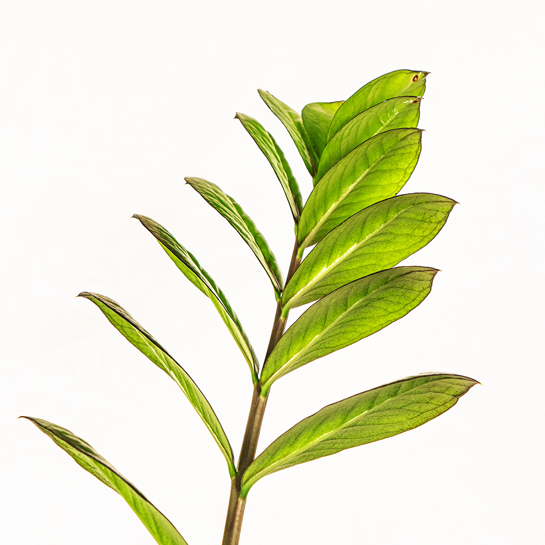 桌上型黑葉美鐵芋灰盆｜低維護雕塑感植栽