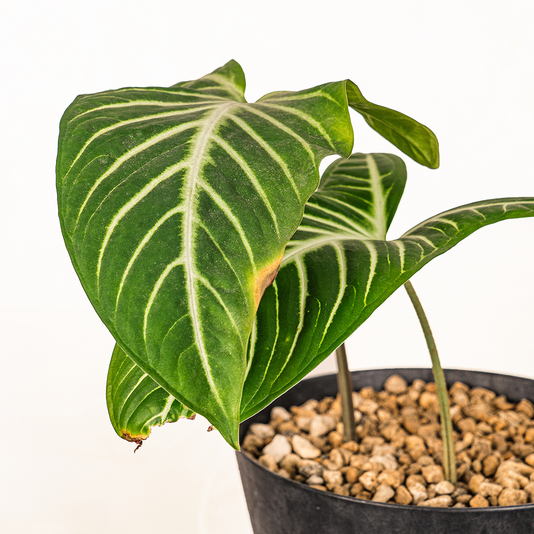 桌上型乳脈千年芋｜深綠絨面白脈藝術觀葉植栽