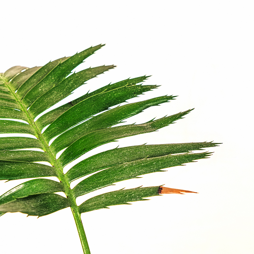 桌上型雙子蘇鐵｜原始雕塑感低維護觀葉植栽