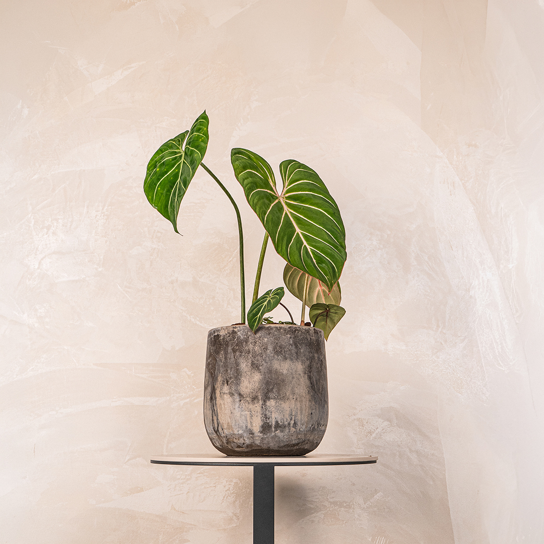 桌上型錦緞蔓綠絨水泥盆｜絨面心形觀葉植栽