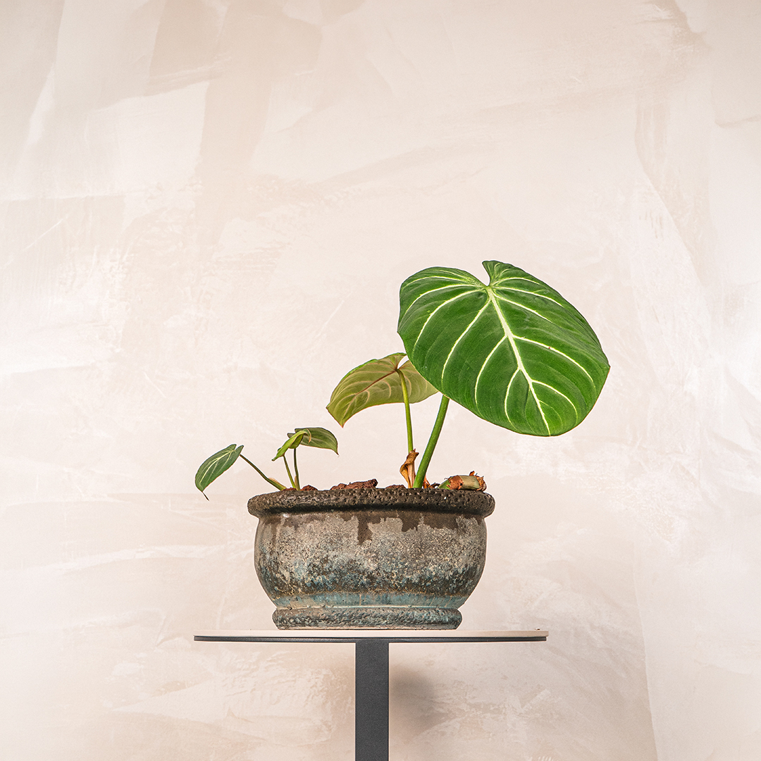 桌上型錦緞蔓綠絨橢圓盆｜天鵝絨心形收藏植栽
