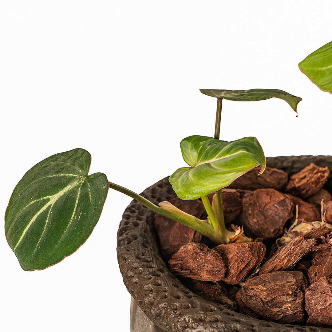 桌上型錦緞蔓綠絨橢圓盆｜天鵝絨心形收藏植栽
