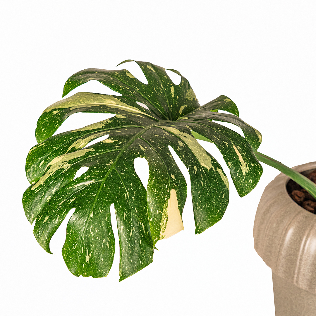 桌上型龜背芋陶盆｜熱帶裂葉入門觀葉植栽
