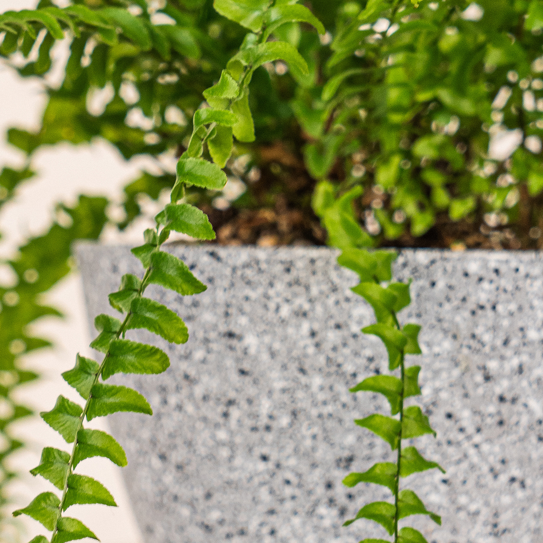 桌上型蕨類灰盆｜輕盈森林感清爽室內植栽
