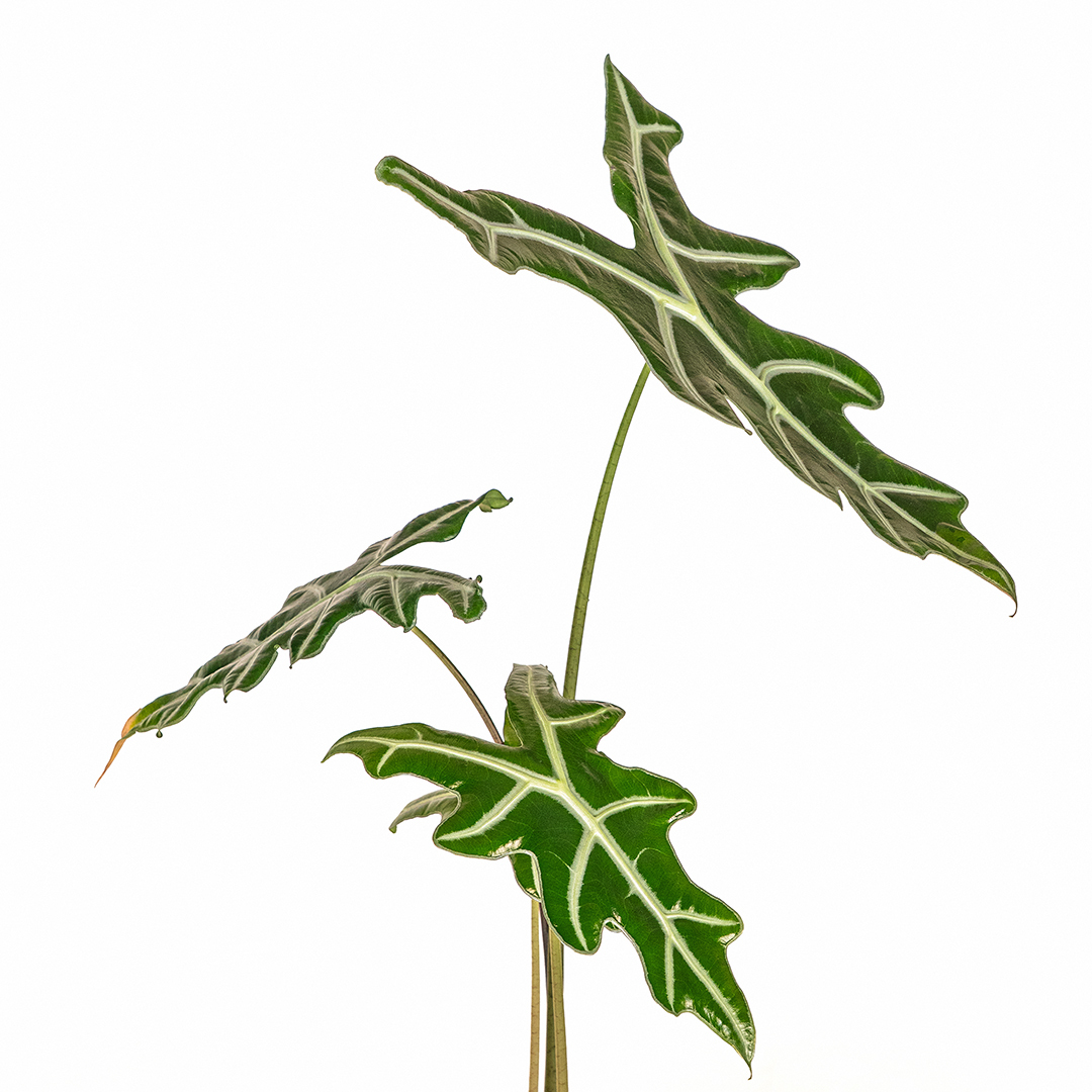 桌上型諾比觀音蓮粉盆｜箭形白脈熱帶精巧植栽