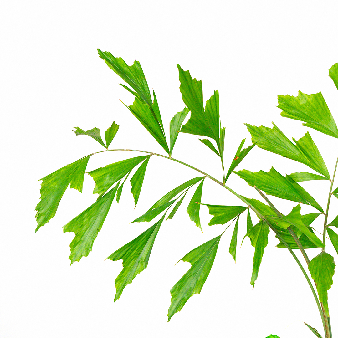 落地型孔雀椰子水泥盆｜熱帶感客廳焦點植栽