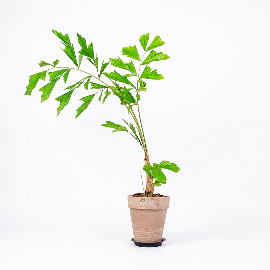 落地型孔雀椰子水泥盆｜熱帶感客廳焦點植栽