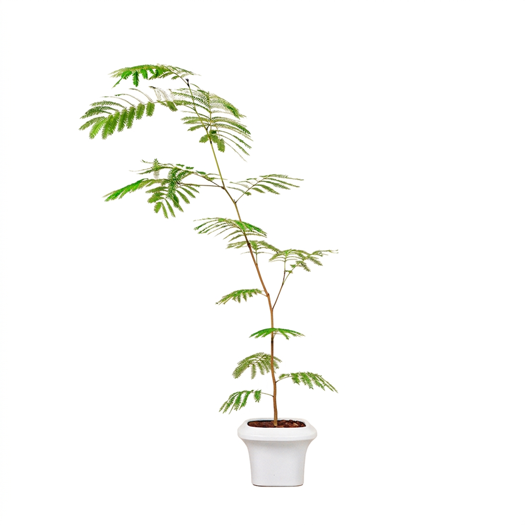 中型小豆樹陶瓷灰盆｜清爽室內觀葉植栽