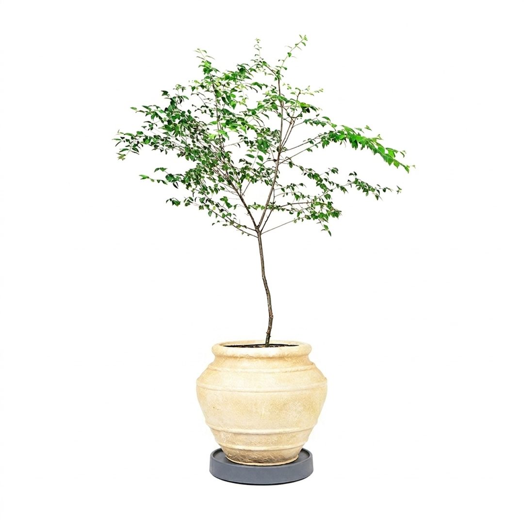 落地型燈秤圓罈水泥盆｜留白光影端景植栽