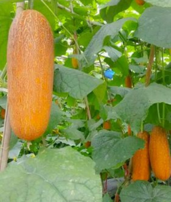 Local Organic Old Yellow Gourd (raound700g/BAG)