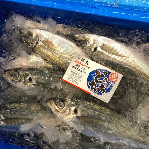 島根どんちっち鯵