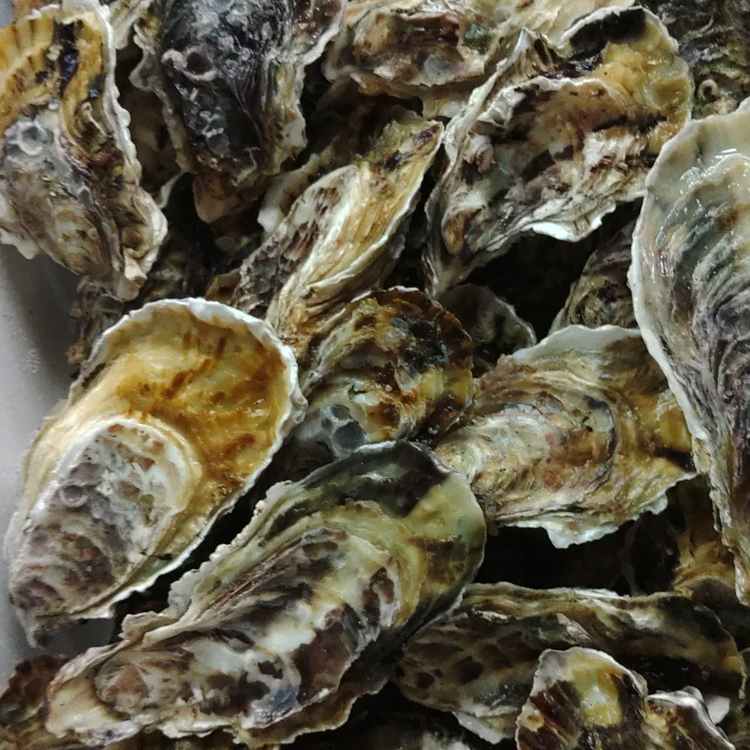 唐津牡蠣「綺」