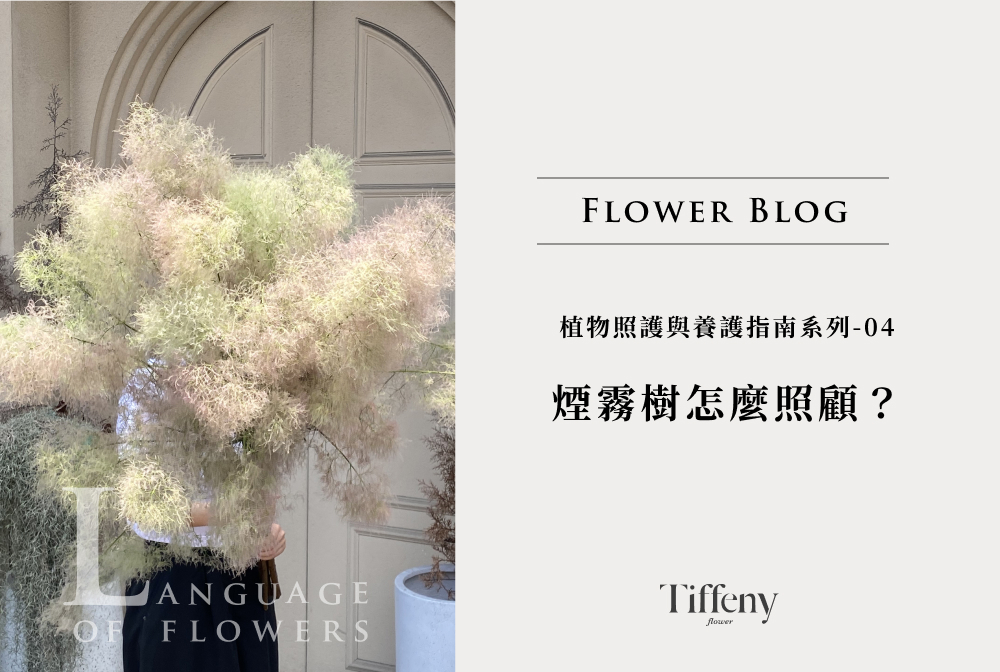 煙霧樹
