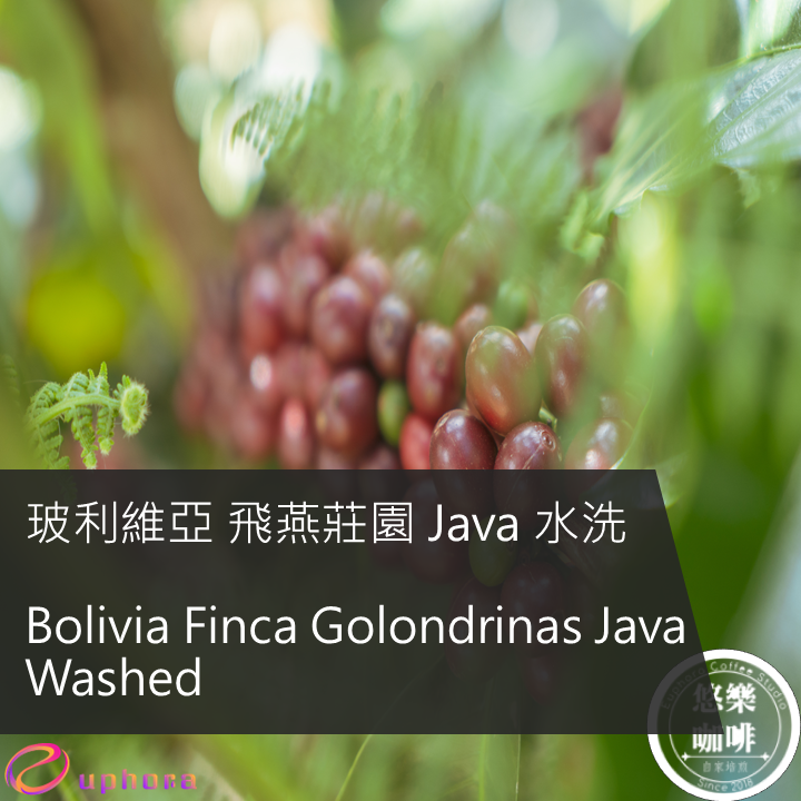 Bolivia Finca Golondrinas Java Washed