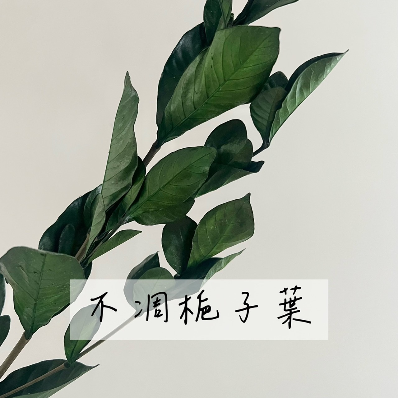 不凋梔子葉