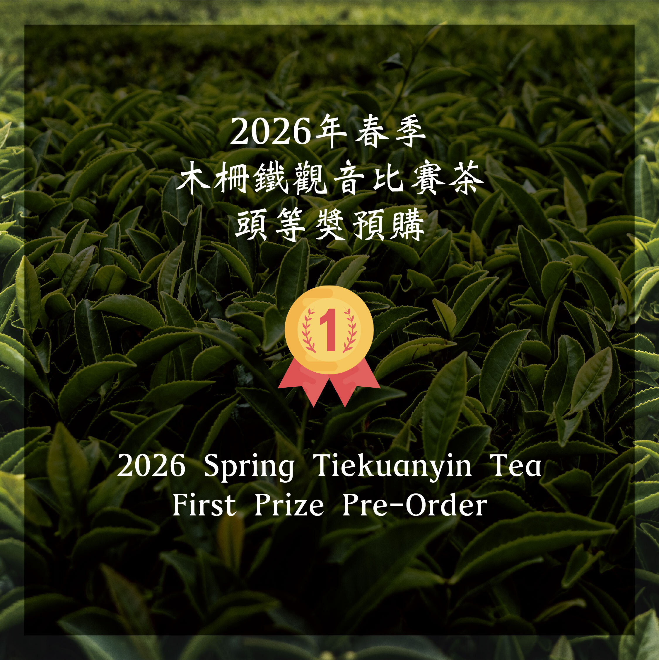 木柵鐵觀音茶頭等獎—2026年春