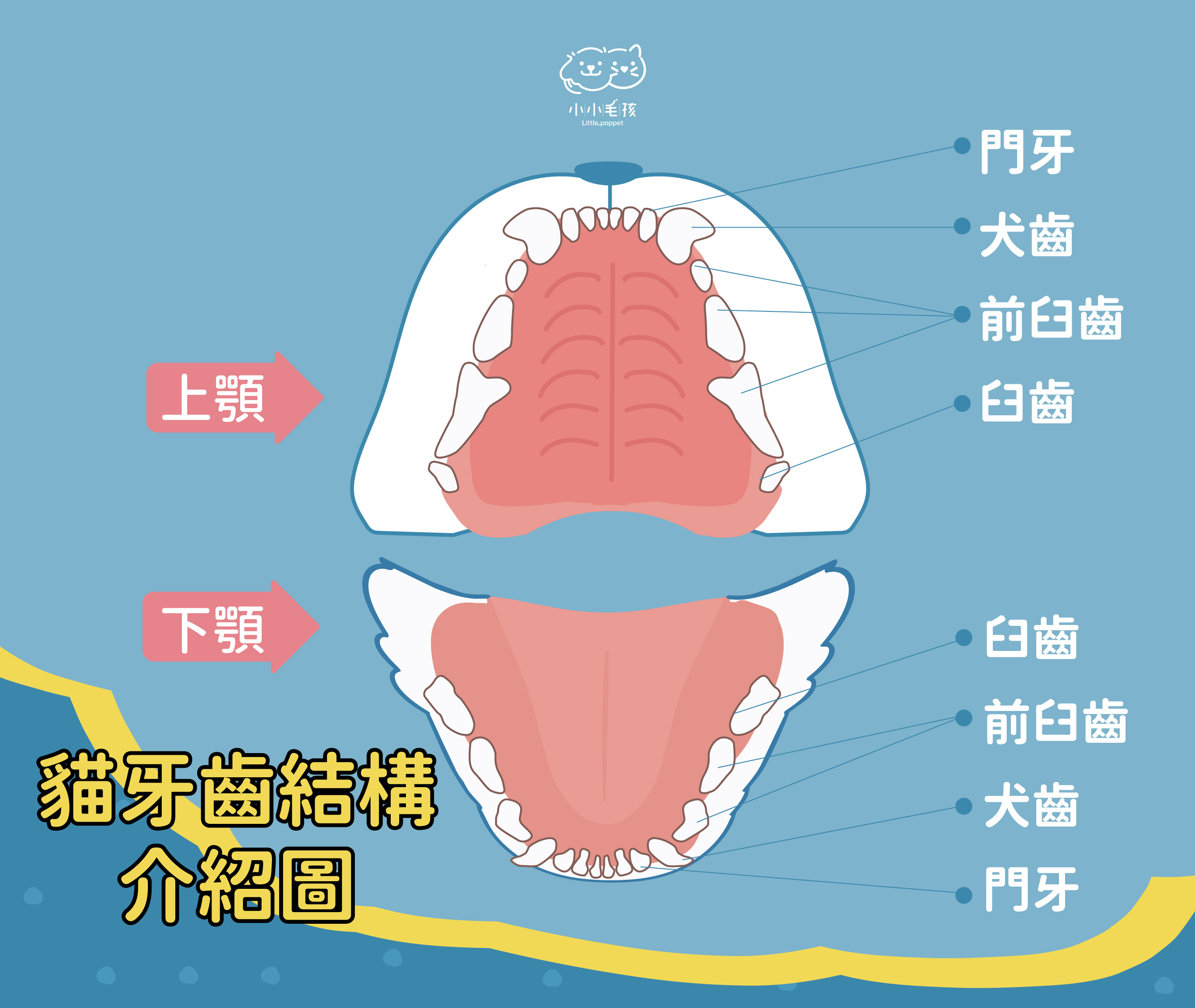 貓牙齒