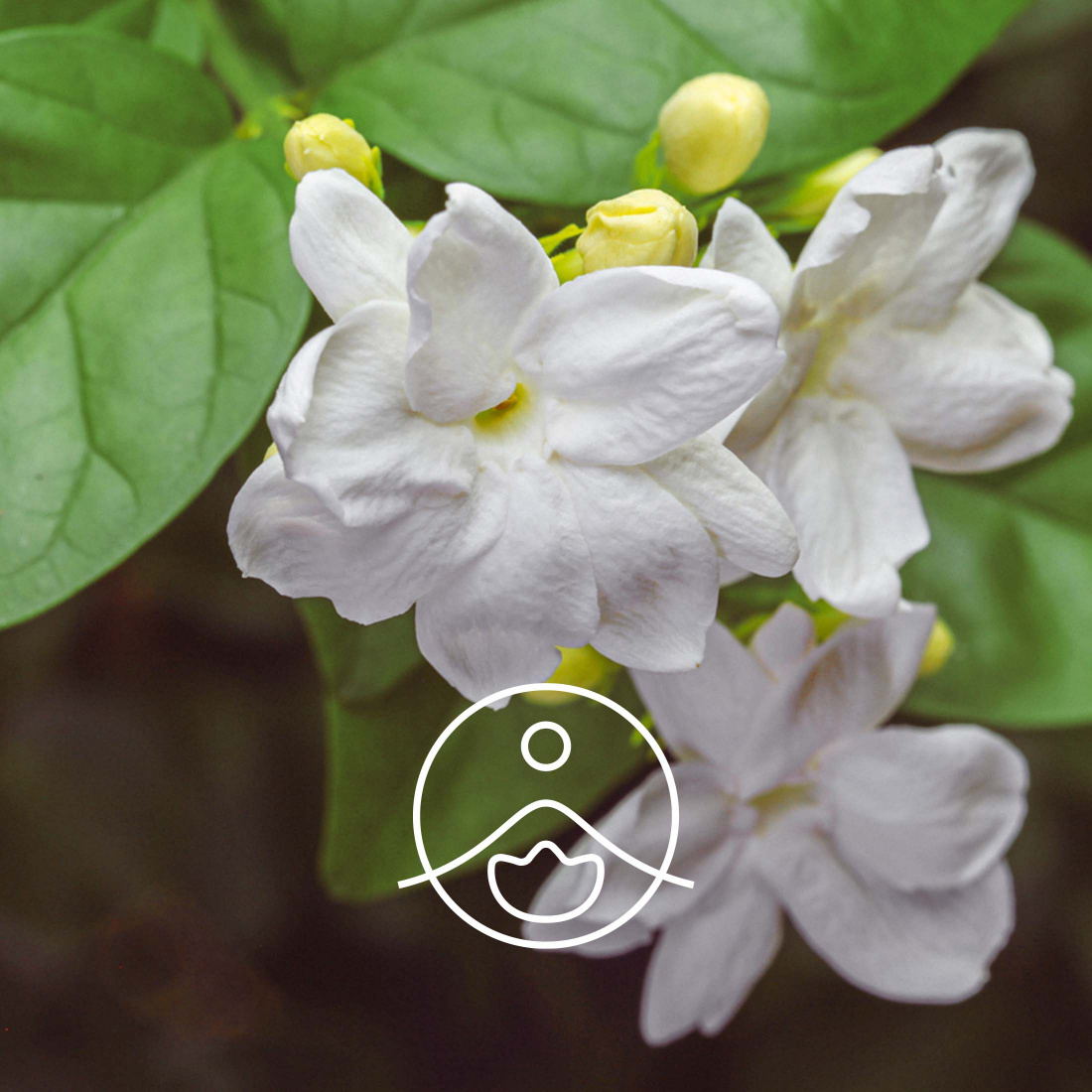 小花茉莉原精 - Florihana