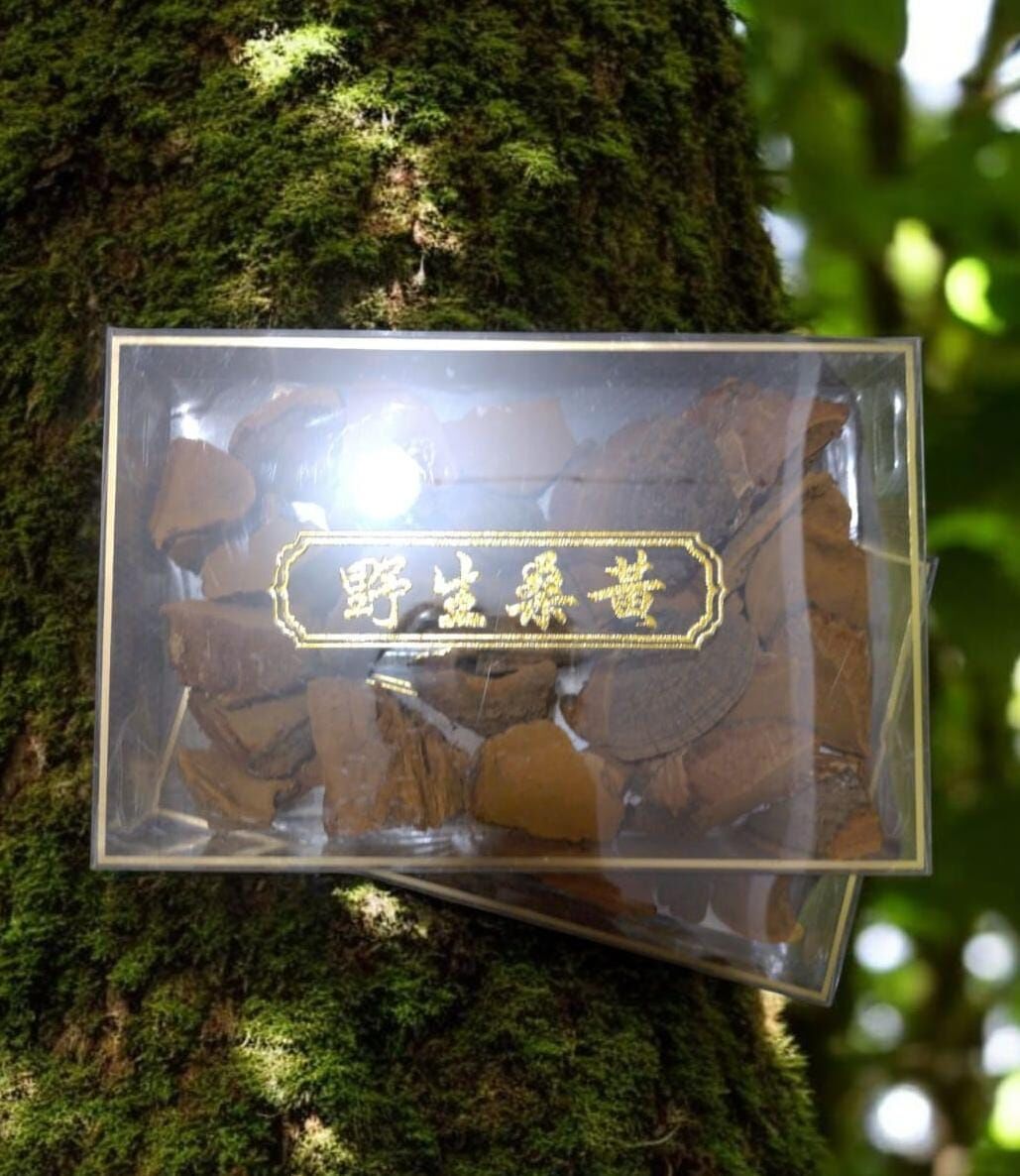 0608MA19-MACAOPAT-SNACKS-正宗桑樹桑黃 250克/盒 保存期: 18個月 (開封後)（A19）