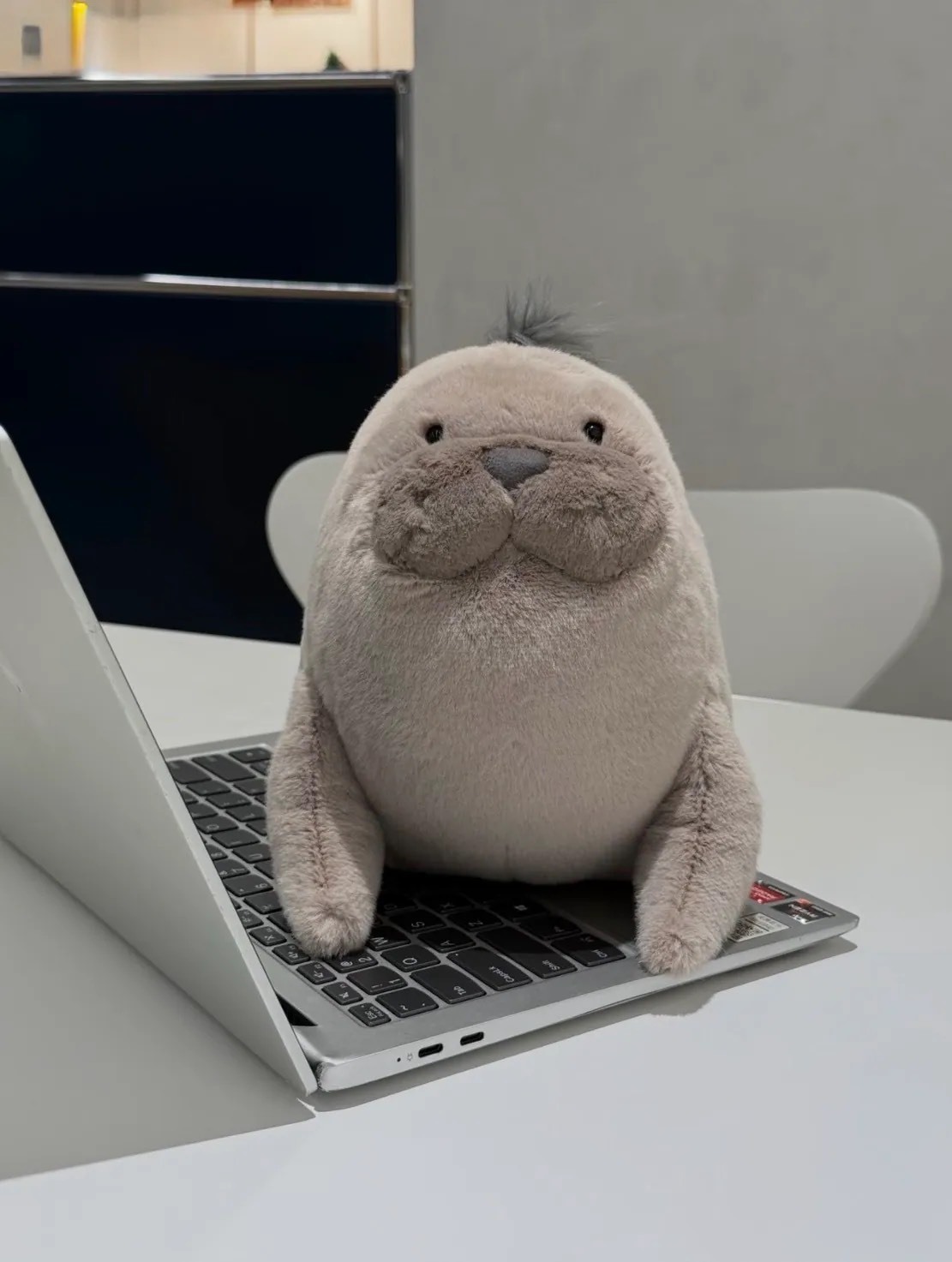 預購！Jellycat 胖胖羅威爾海獅 20cm
