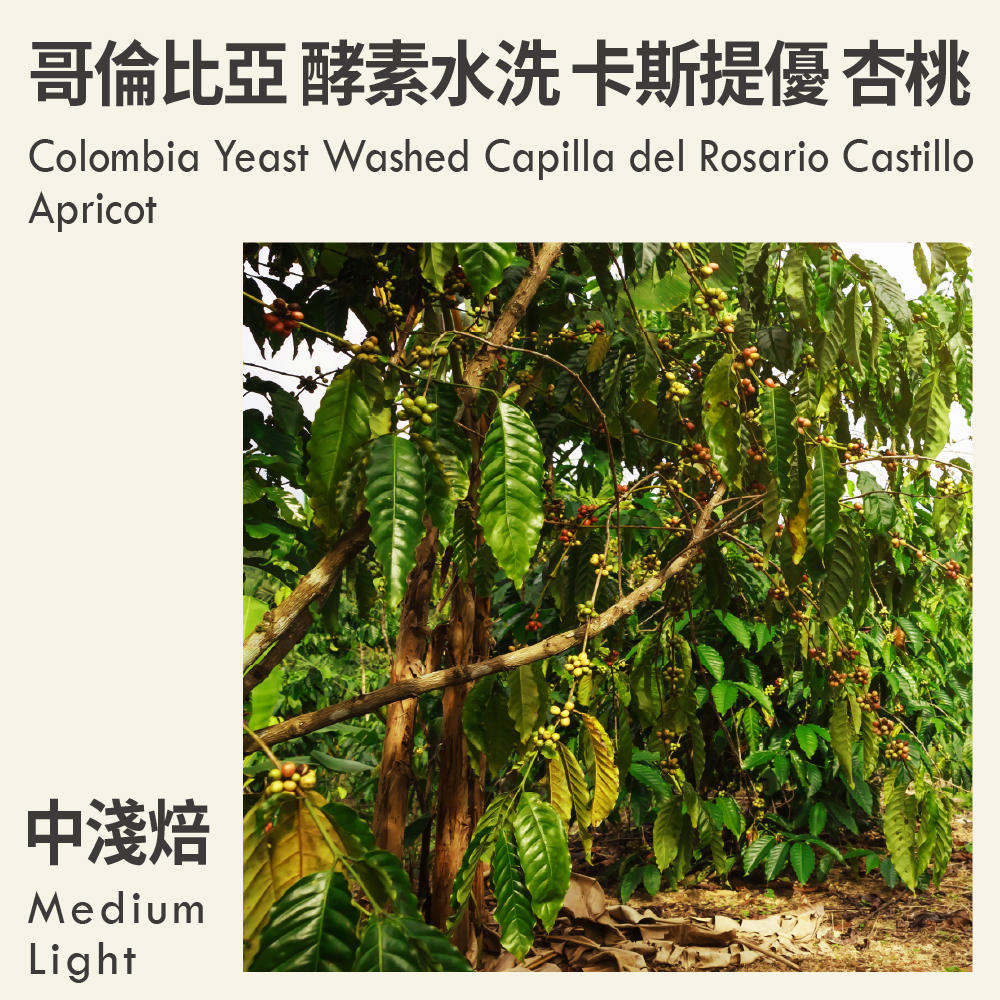 哥倫比亞 酵素水洗 Capilla del Rosario 卡斯提優 杏桃