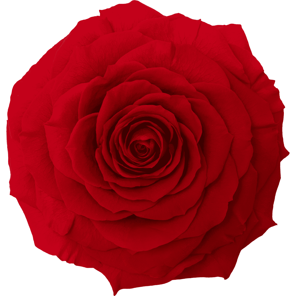 Light Red｜7cm 6輪大｜Hoja Verde