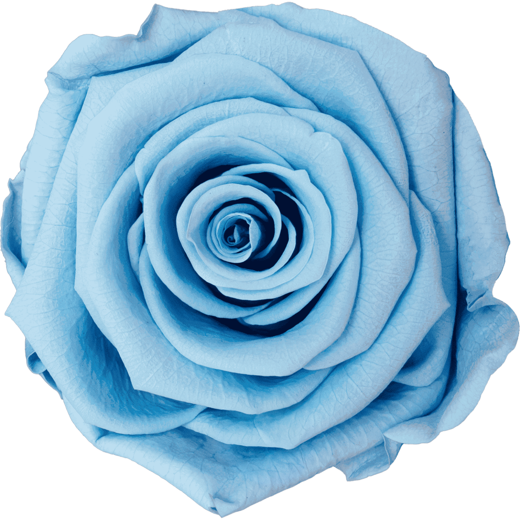 Light Blue｜7cm 6輪大｜Hoja Verde