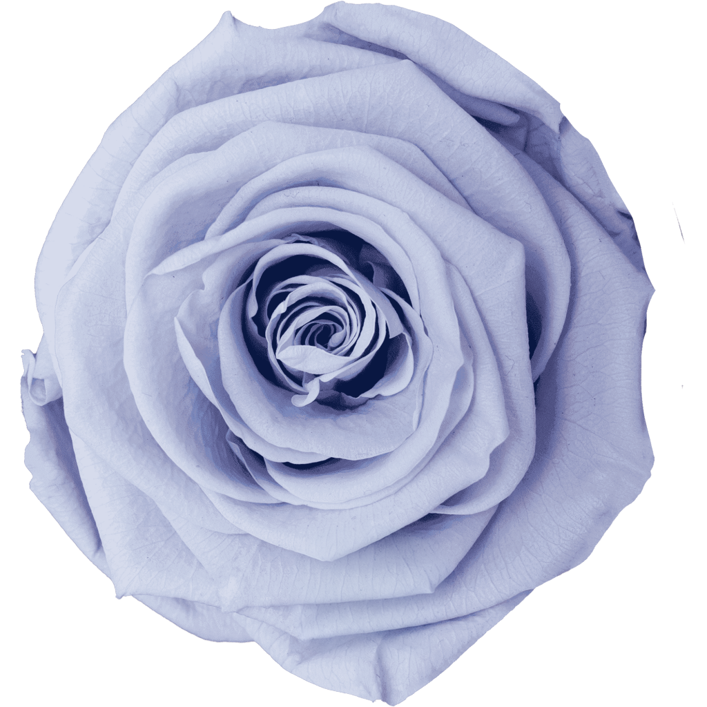 Floral Lavender｜7cm 6輪大｜Hoja Verde