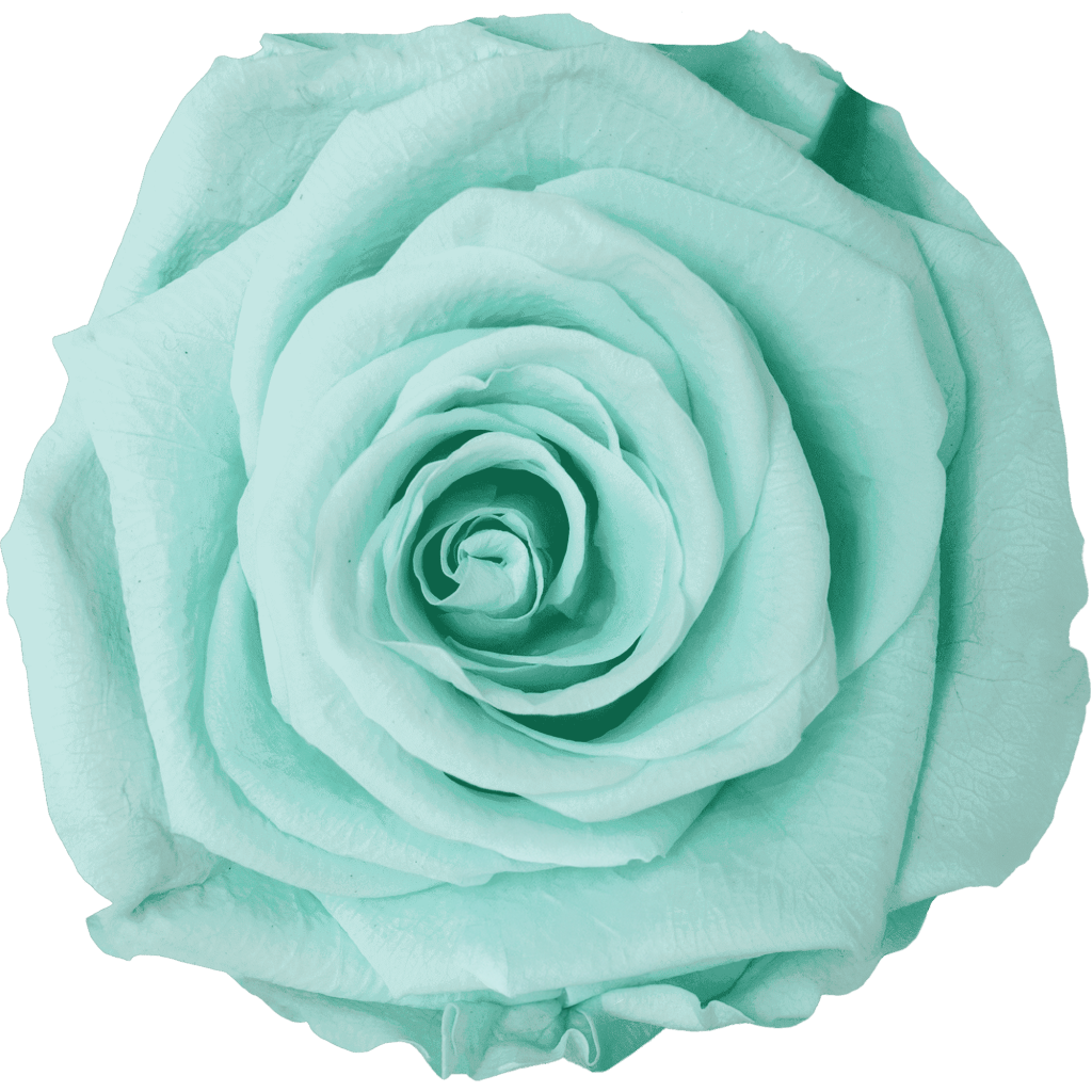 Mint｜7cm 6輪大｜Hoja Verde