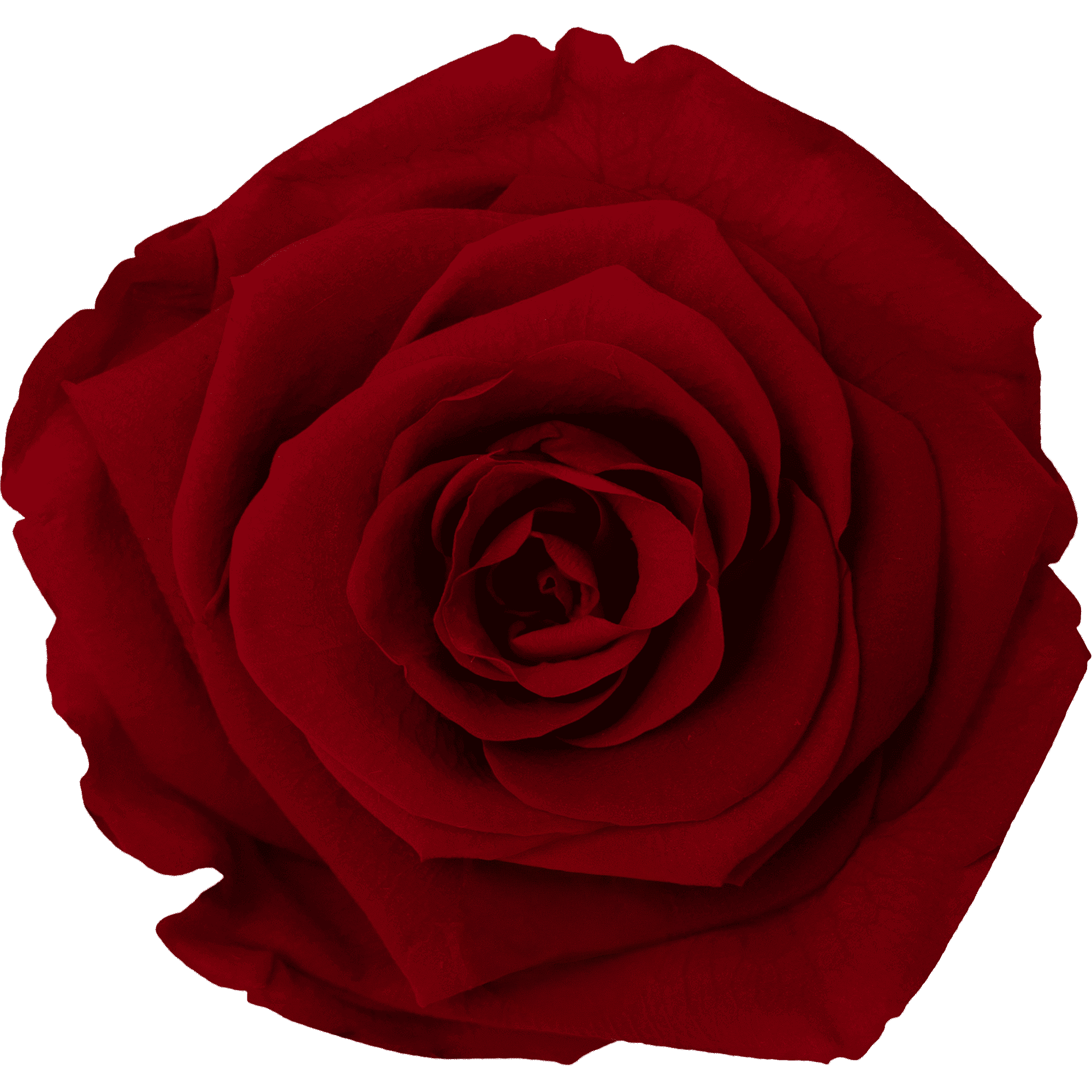 Red｜7cm 6輪大｜Hoja Verde