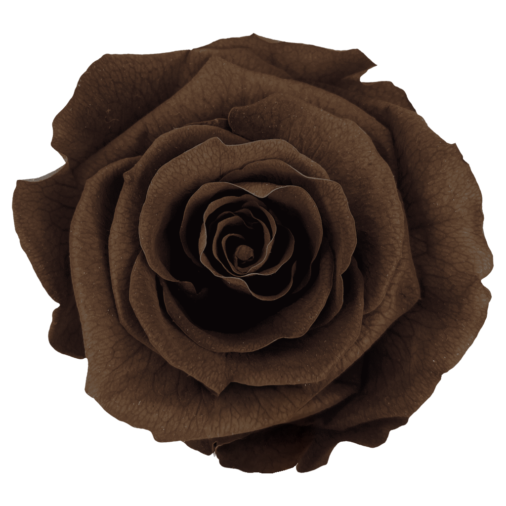 Ebony｜7cm 6輪大｜Hoja Verde