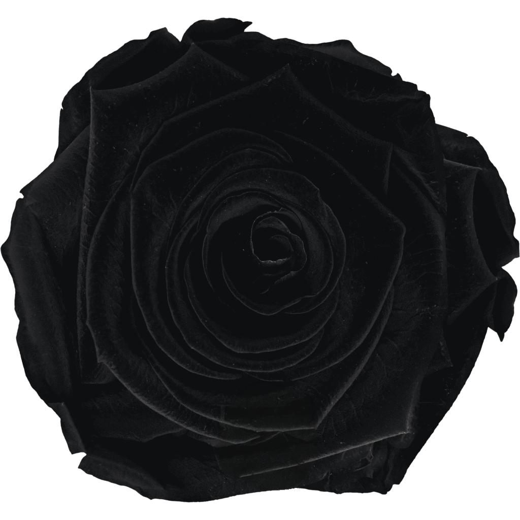 Black｜7cm 6輪大｜Hoja Verde