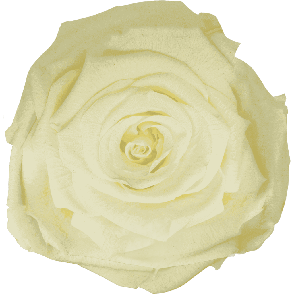 Creme｜7cm 6輪大｜Hoja Verde
