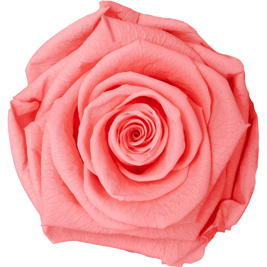 Light Pink｜7cm 6輪大｜Hoja Verde