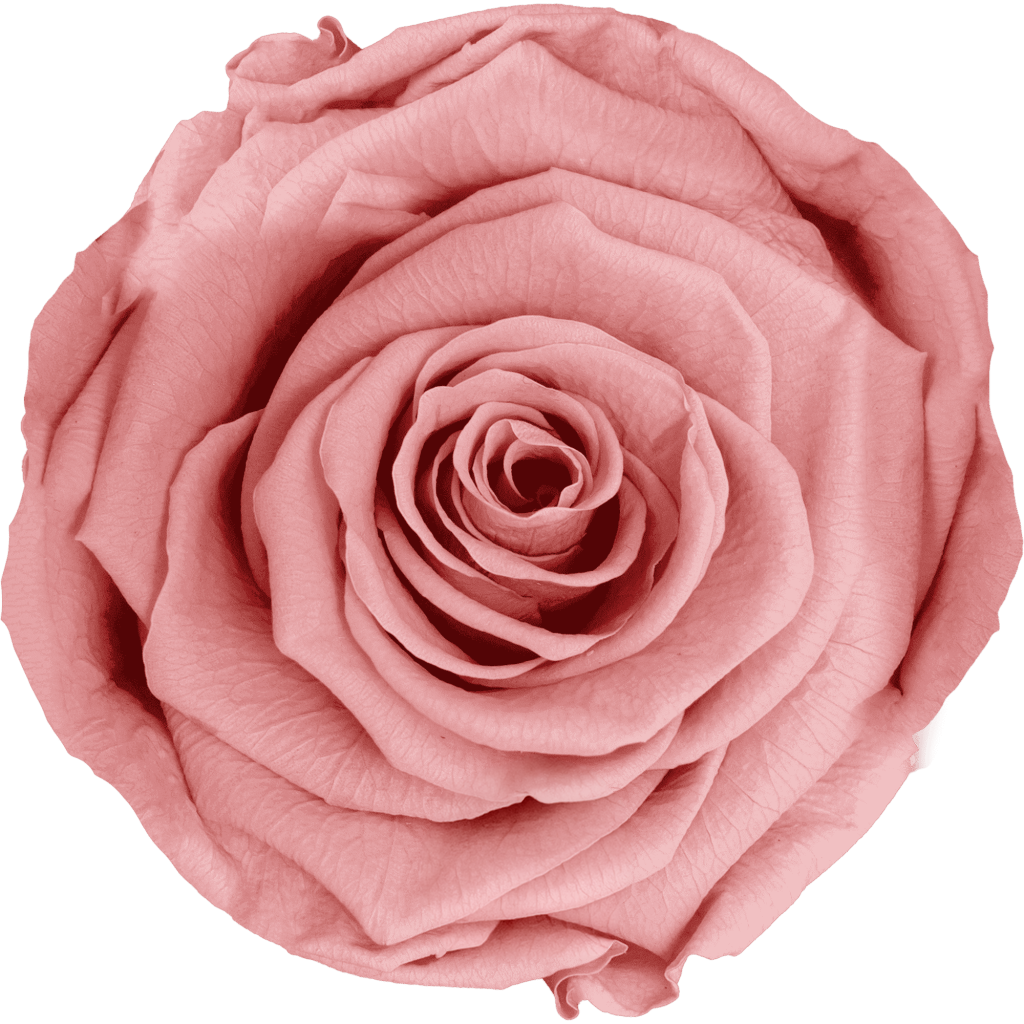 Dusty Pink｜7cm 6輪大｜Hoja Verde