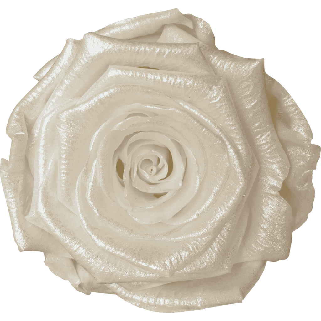 Ivory 珠光｜7cm 6輪大｜Hoja Verde