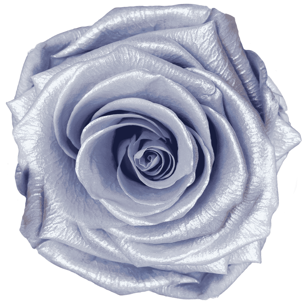 Floral Lavender 珠光｜7cm 6輪大｜Hoja Verde