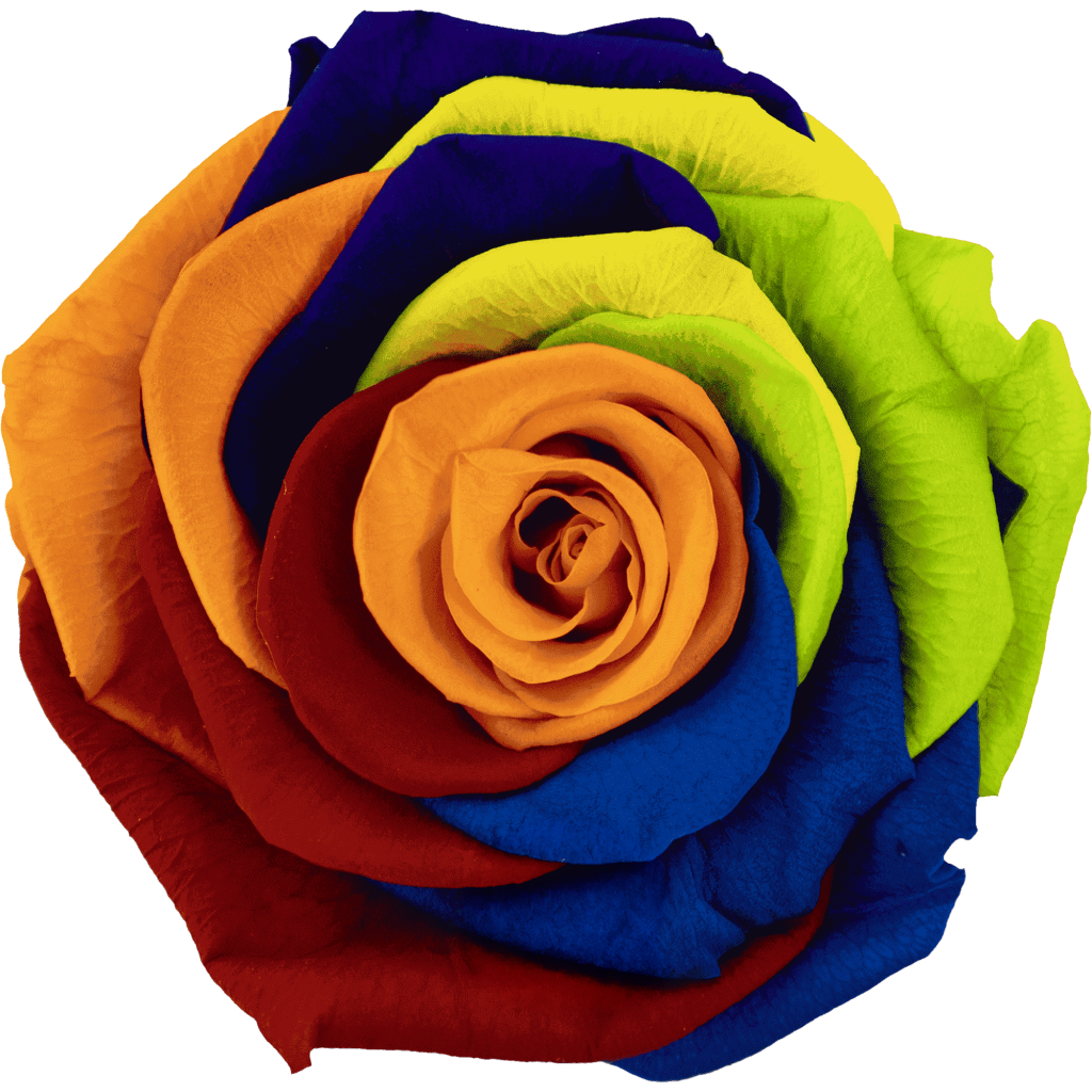 Rainbow Pastel｜7cm 6輪大｜Hoja Verde