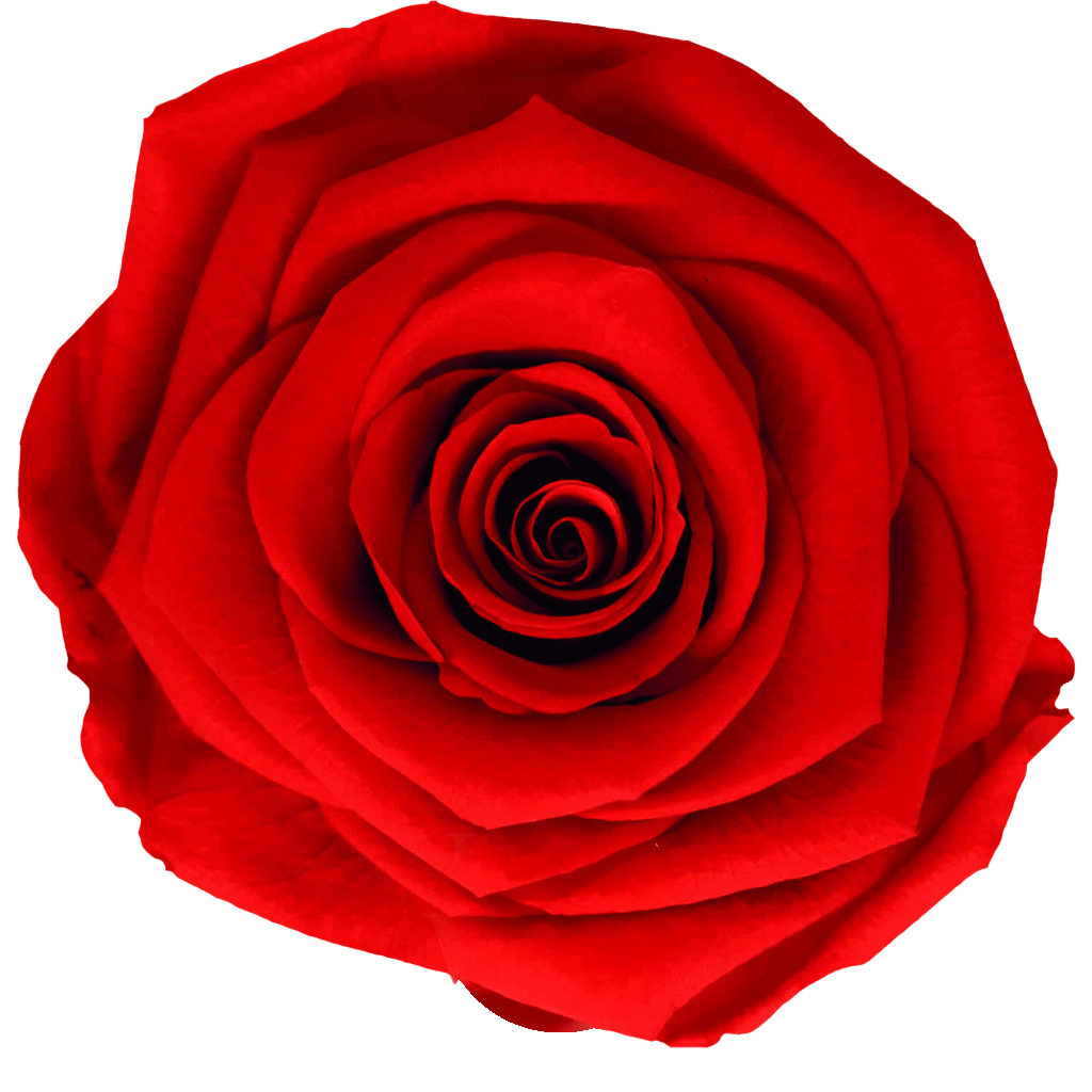 Scarlet｜7cm 6輪大｜Hoja Verde