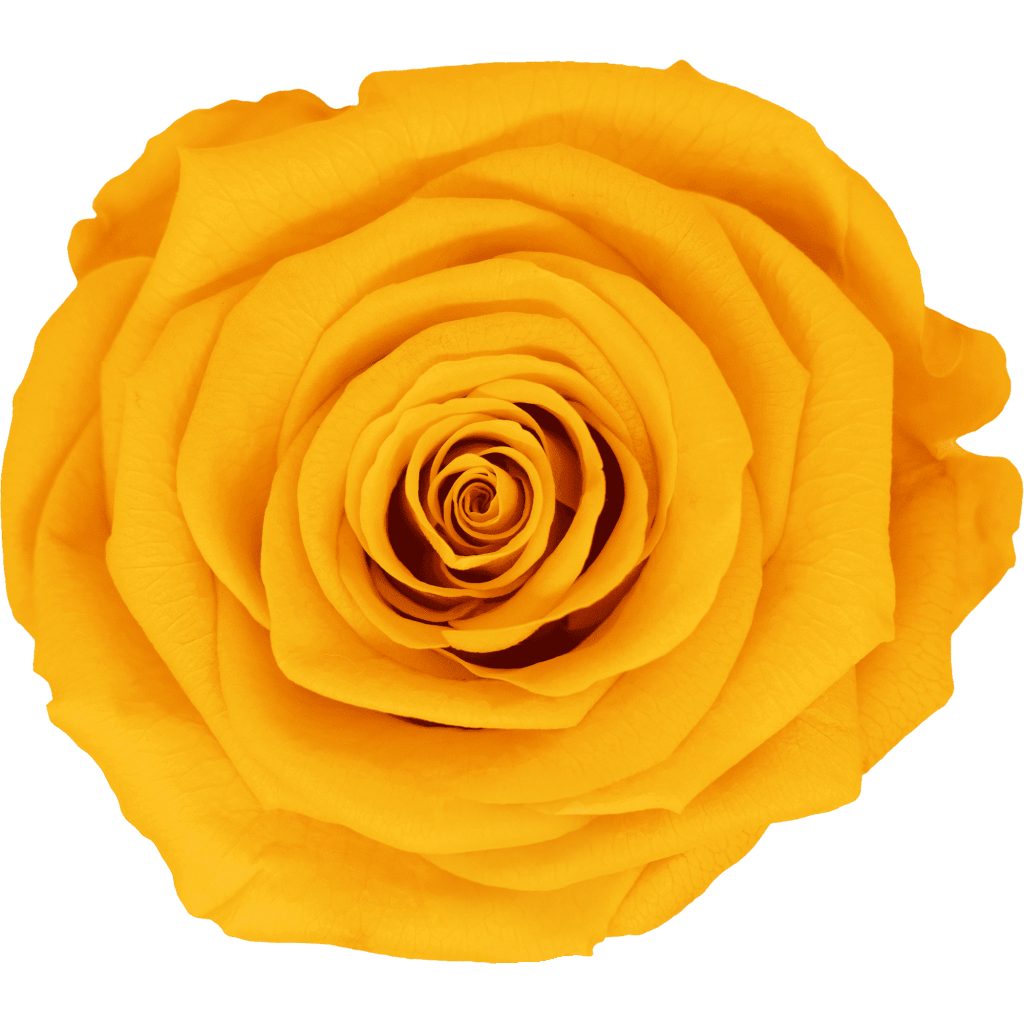 Golden Yellow｜7cm 6輪大｜Hoja Verde