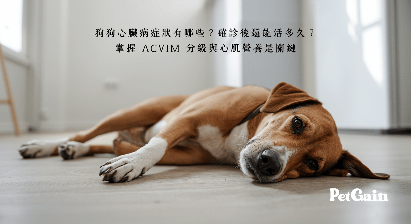 狗狗心臟病症狀有哪些？確診後還能活多久？掌握 ACVIM 分級與心肌營養是關鍵