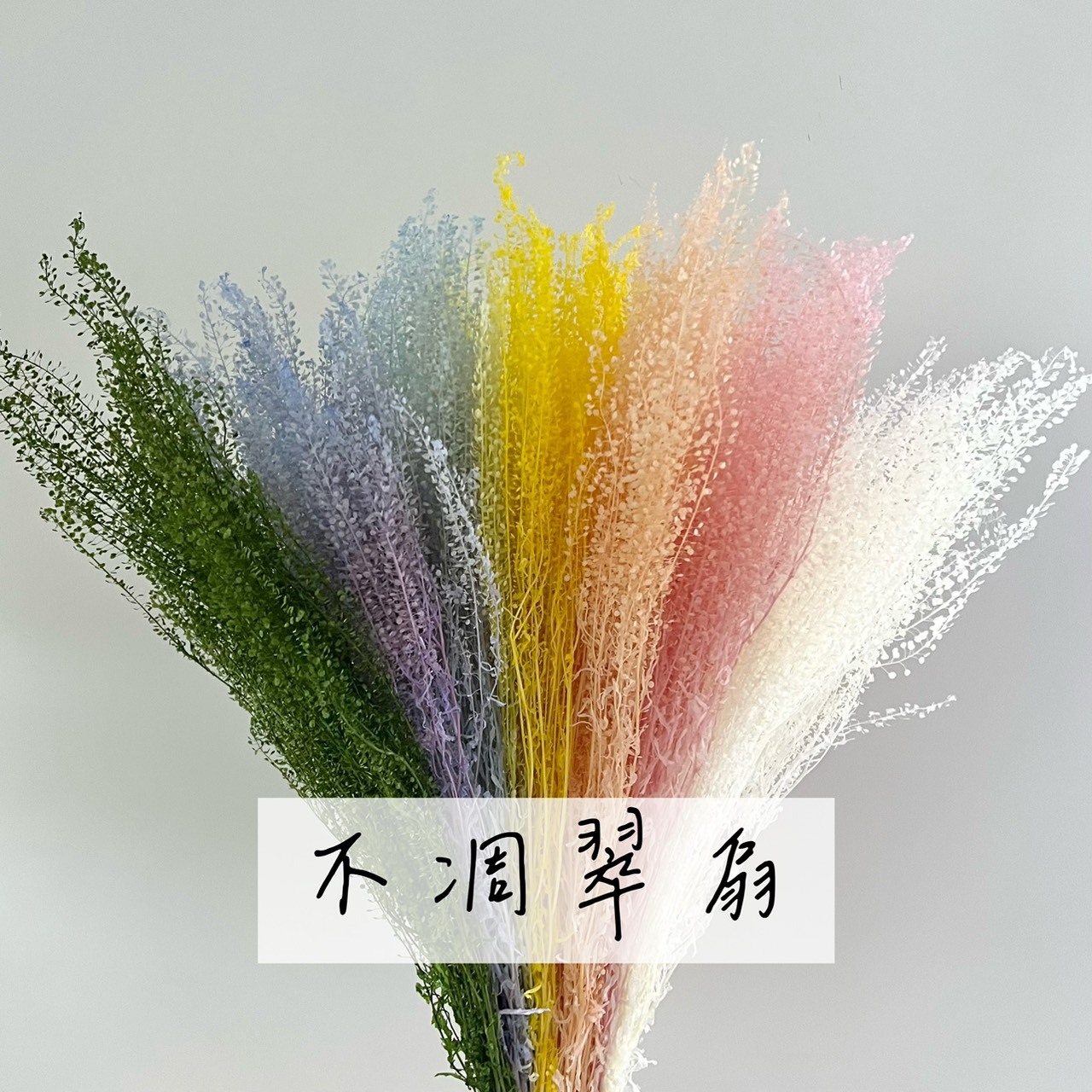 不凋翠扇