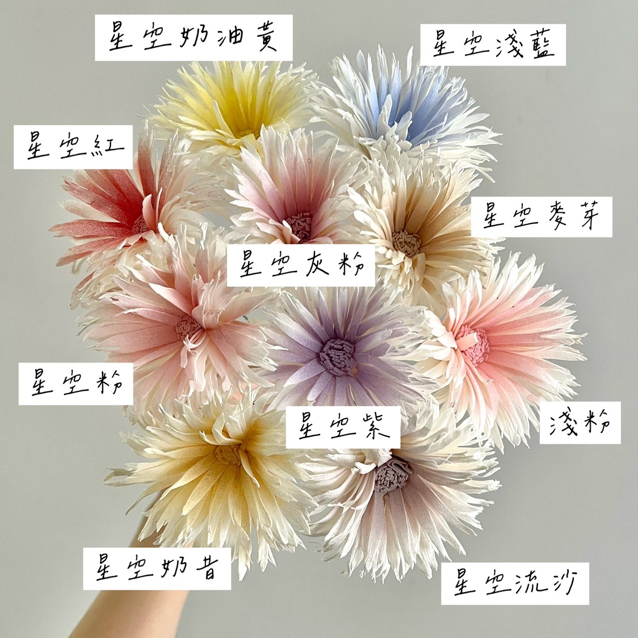 泰國索拉花 羽毛太陽花6CM <十支一把> (高品質)
