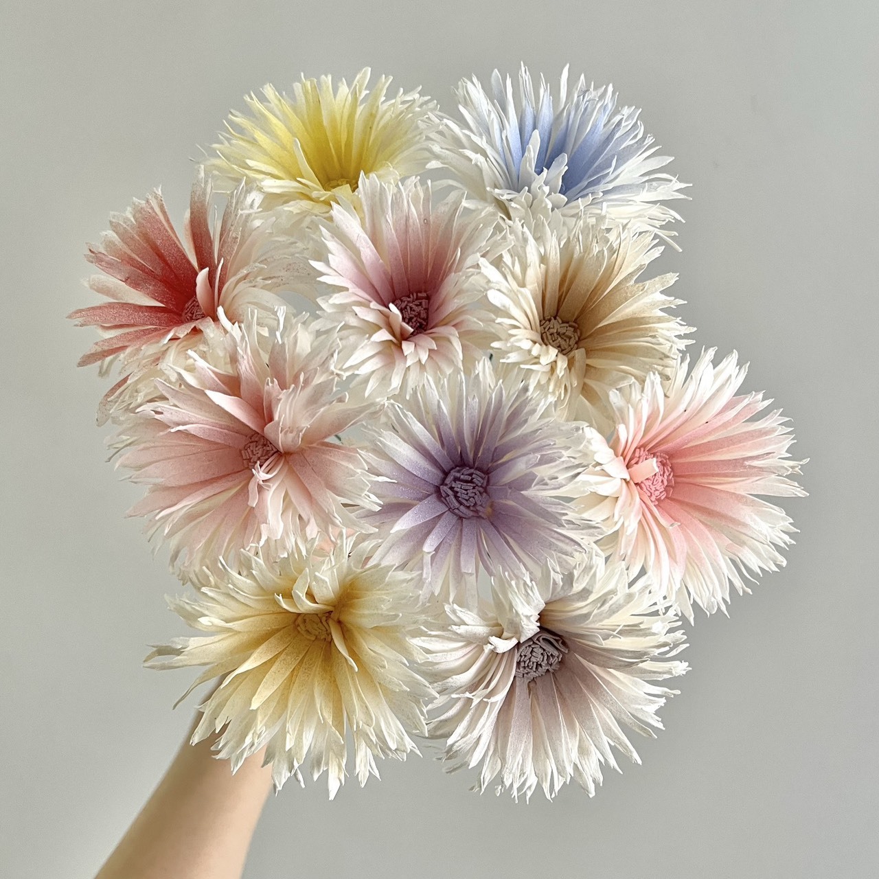 泰國索拉花 羽毛太陽花6CM <十支一把> (高品質)