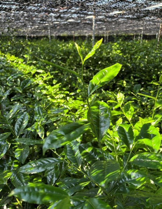 奧西綠芳園 抹茶 新抹茶「令和」【綠茶 / 京都府產宇治抹茶】≪數量・期間限定≫ 【新茶】