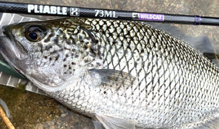 Fidelity PLIABLE AZUSA