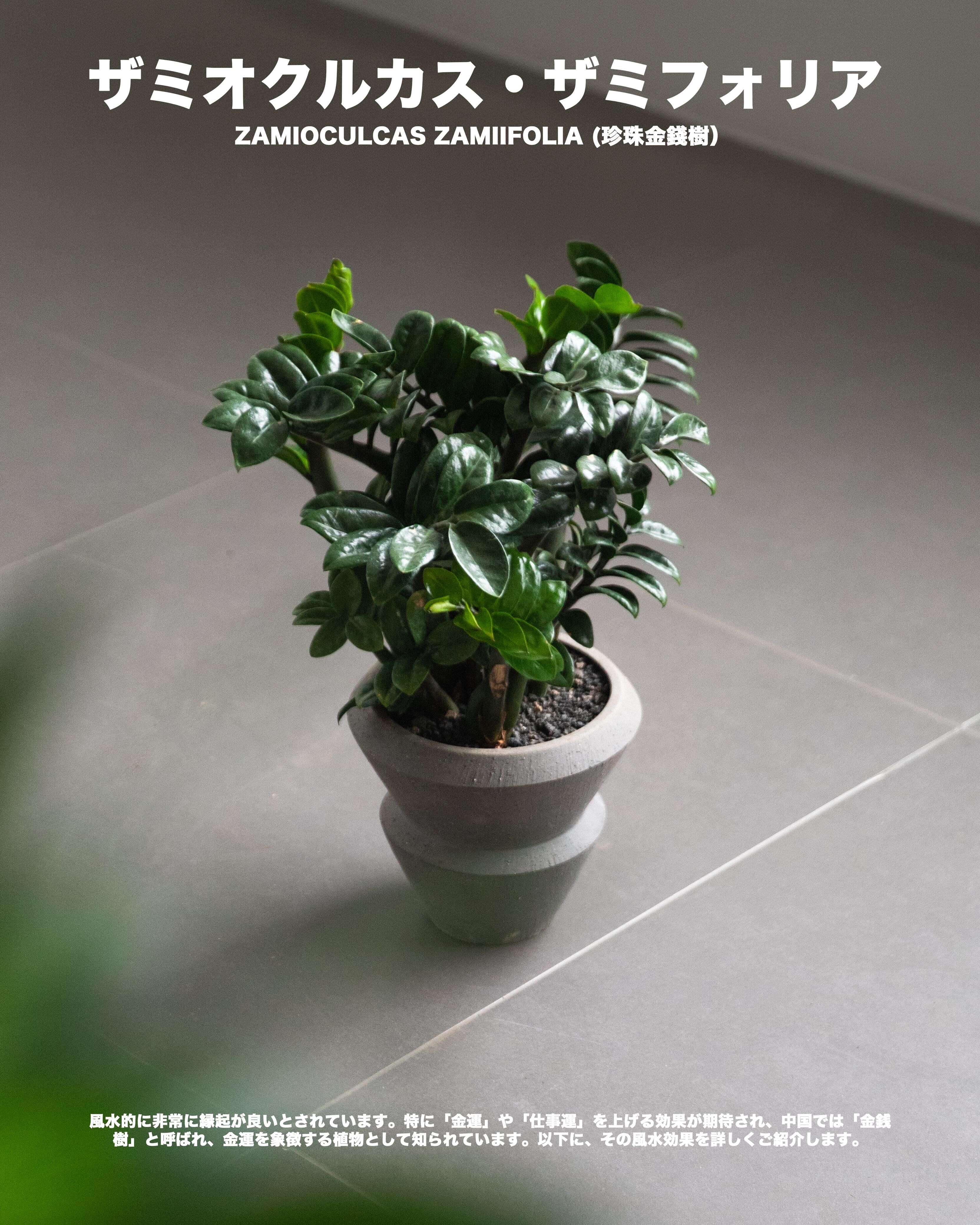 珍珠金錢樹 — Zamioculcas zamiifolia