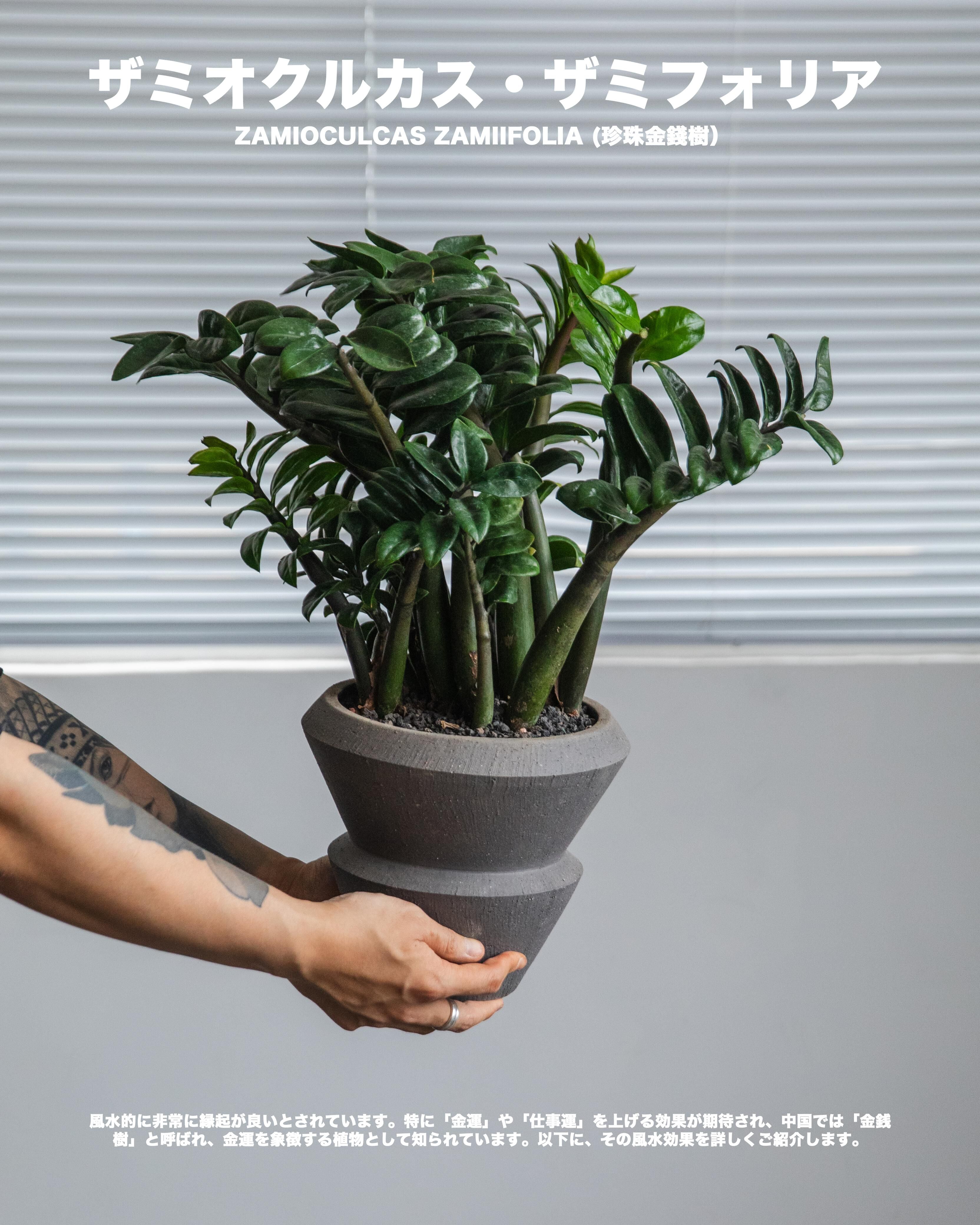 珍珠金錢樹 — Zamioculcas zamiifolia